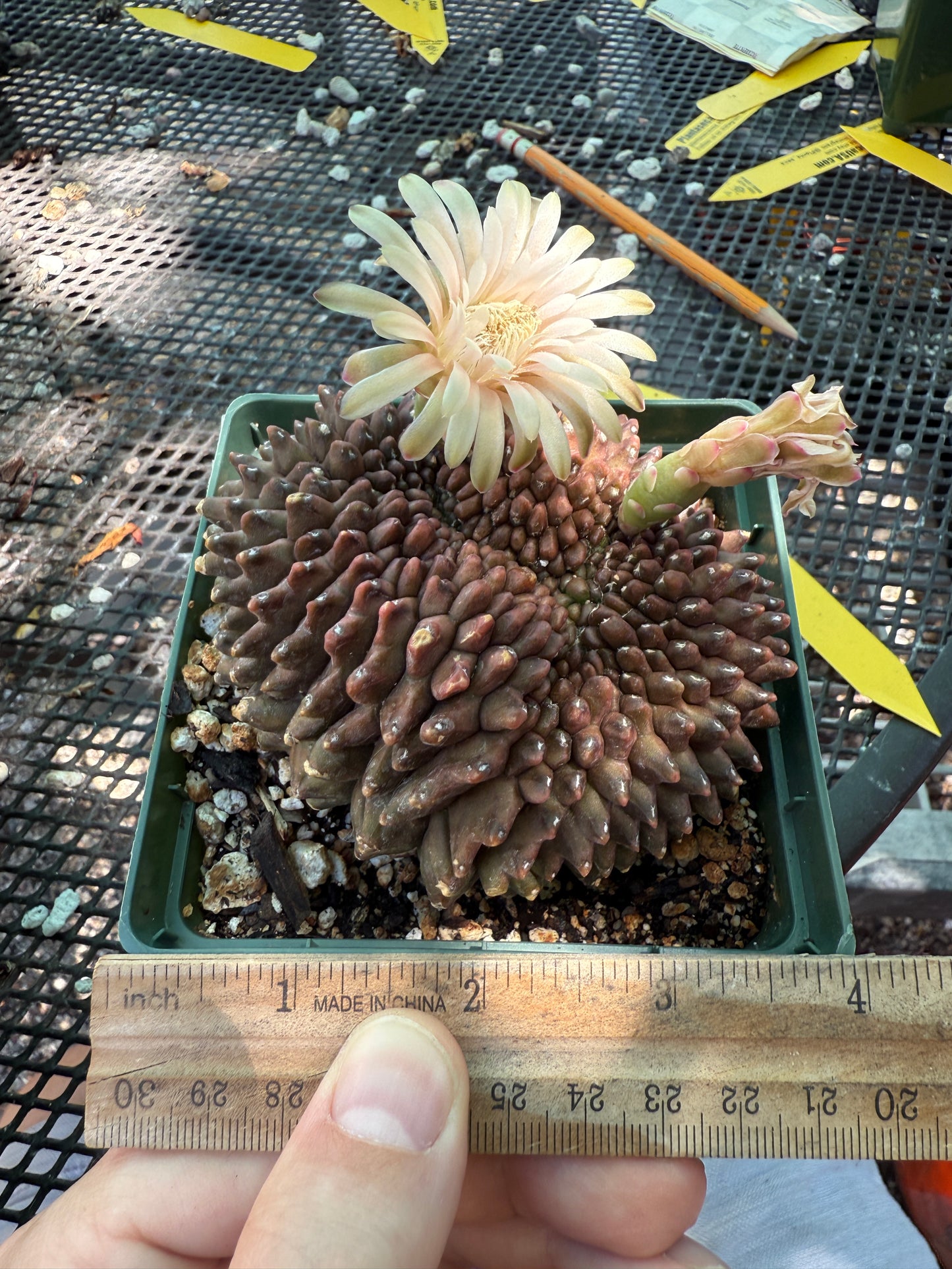 Gymnocalycium inermis crest very nice and large 0023