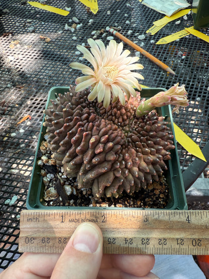 Gymnocalycium inermis crest very nice and large 0023