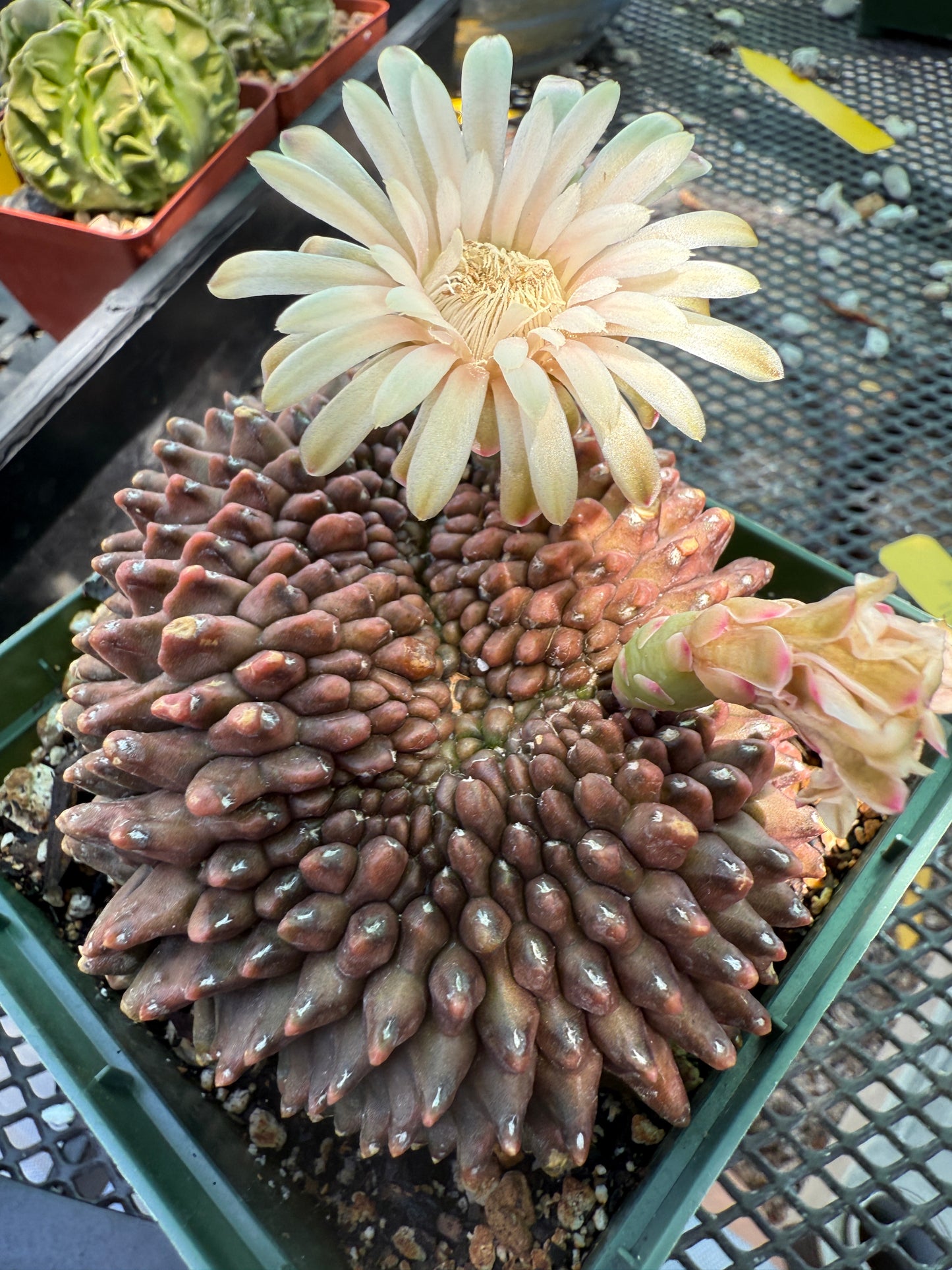 Gymnocalycium inermis crest very nice and large 0023