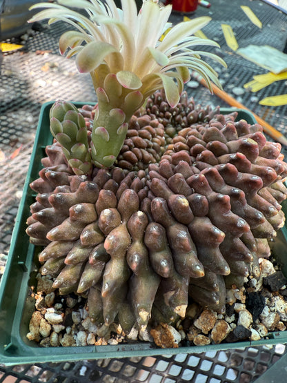 Gymnocalycium inermis crest very nice and large 0023