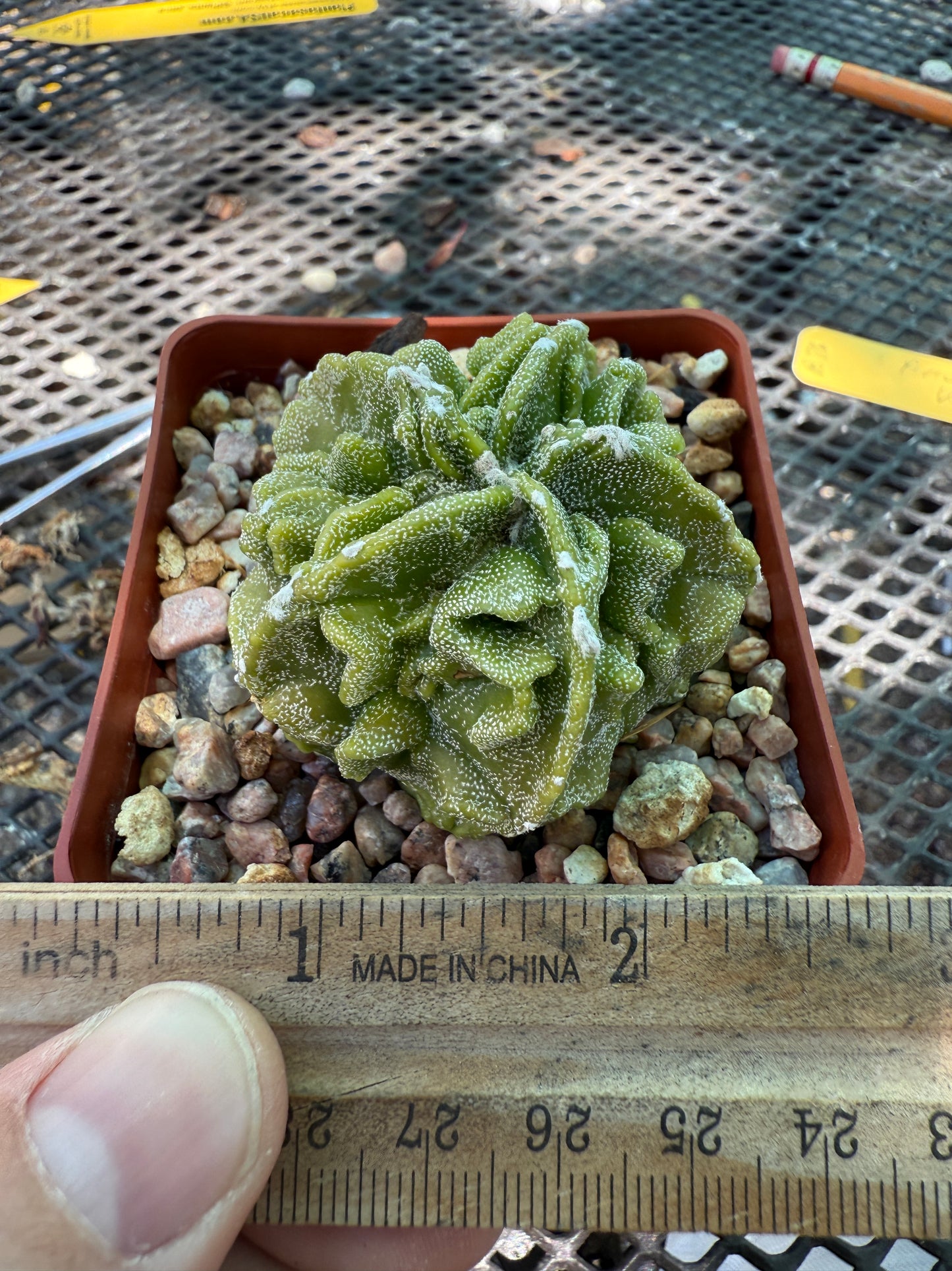Astrophytum myriostigma fukuryu very nice 025