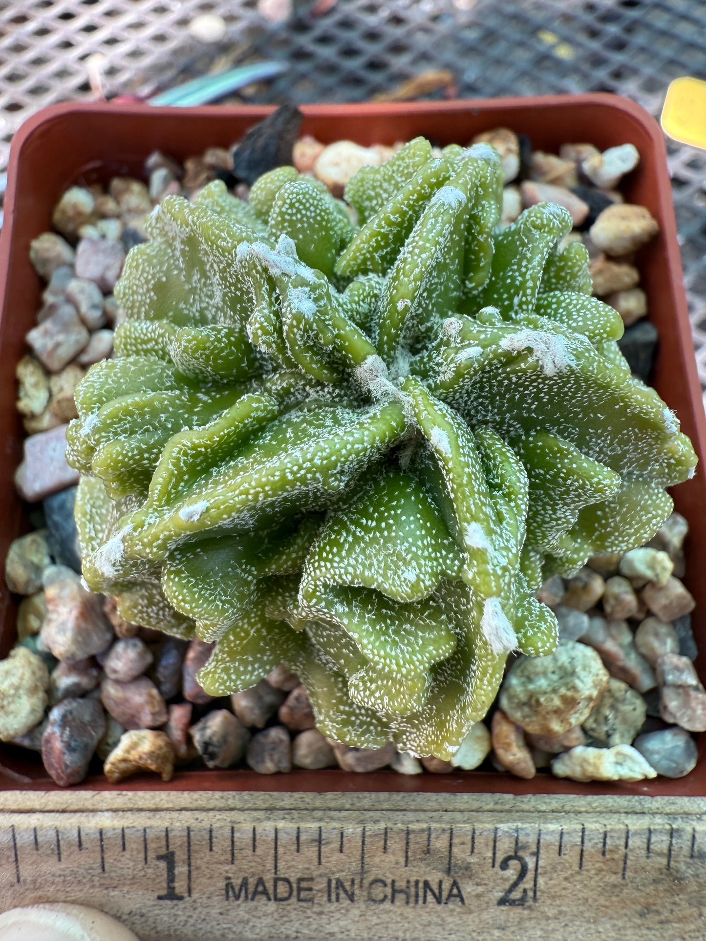 Astrophytum myriostigma fukuryu very nice 025