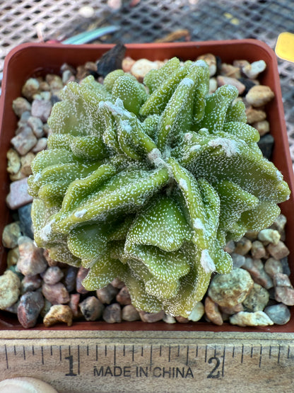 Astrophytum myriostigma fukuryu very nice 025