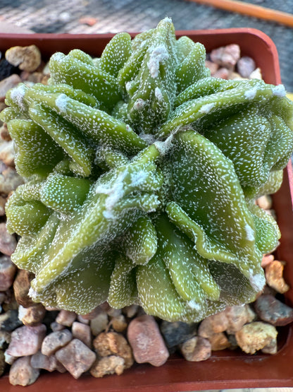 Astrophytum myriostigma fukuryu very nice 025