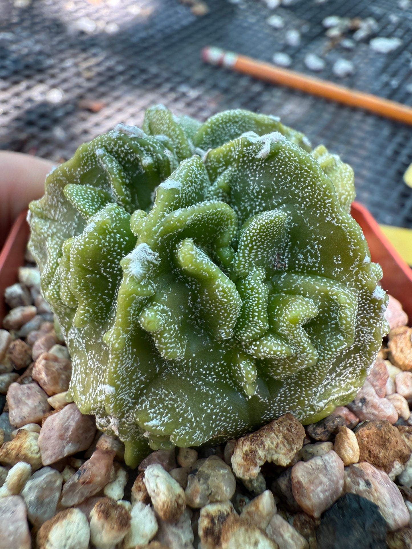 Astrophytum myriostigma fukuryu very nice 025