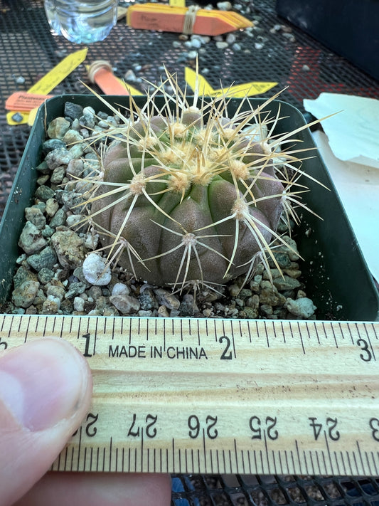 Copiapoa haseltoniana cactus in 3.25 inch pot very nice