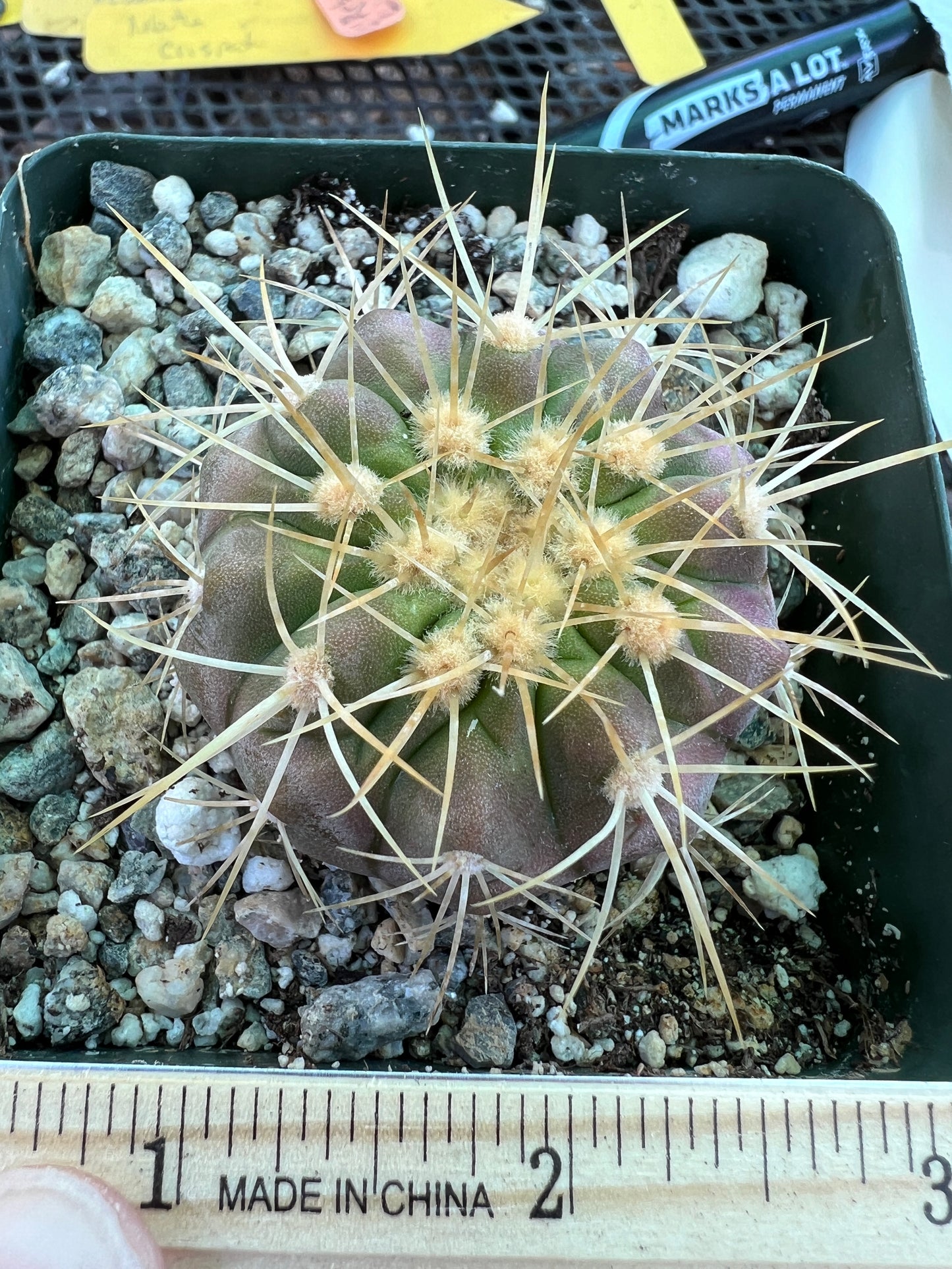 Copiapoa haseltoniana cactus in 3.25 inch pot very nice