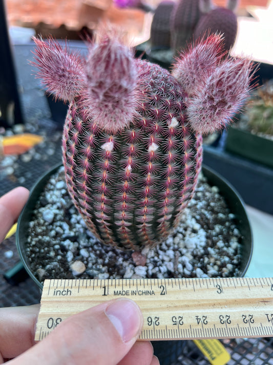 Echinocereus rubispinus cactus in 6 inch pot flowers soon