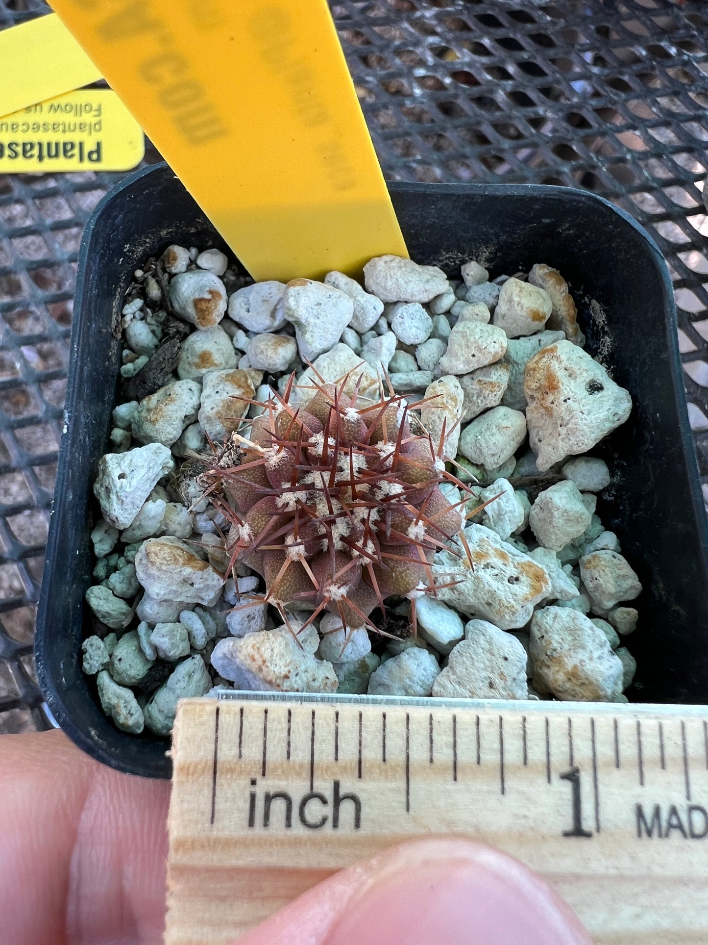 Copiapoa columna alba cactus #1