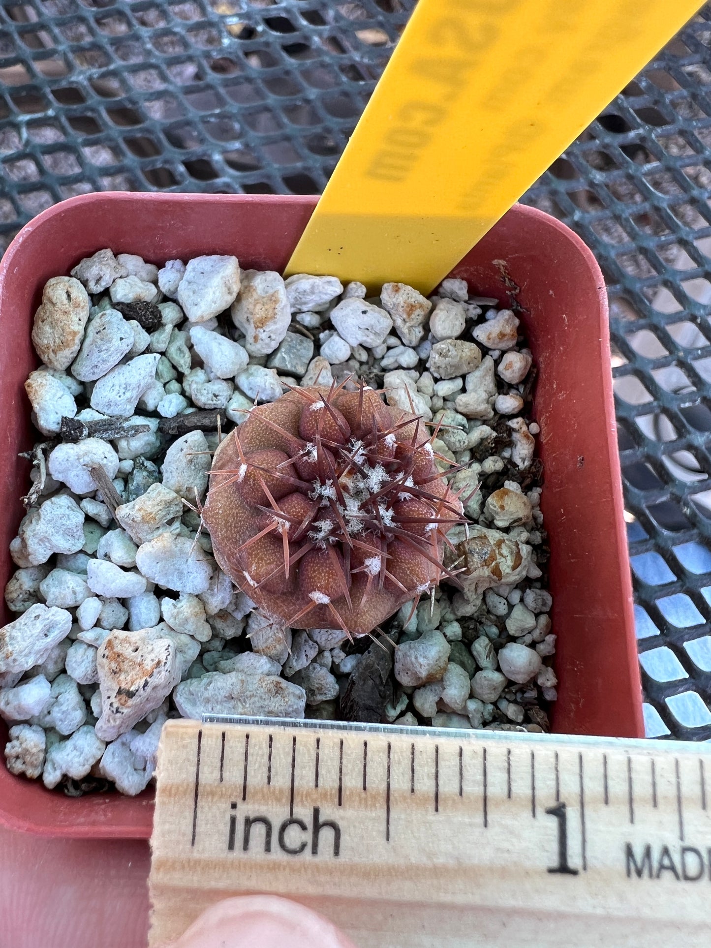 Copiapoa columna alba cactus #4