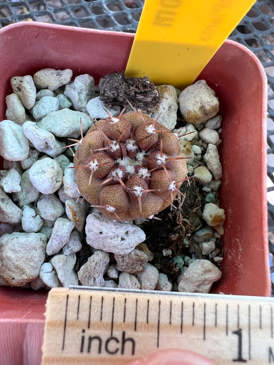 Copiapoa columna alba cactus #6