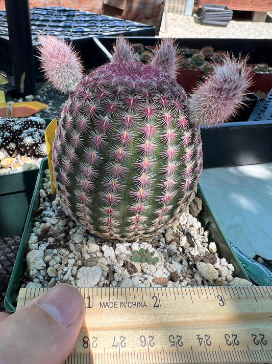 Echinocereus rubispinus cactus in 4.25 inch pot