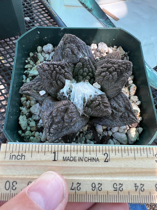 Ariocarpus Godzilla cactus in 3.25 inch pot