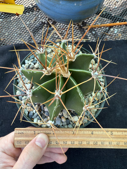 Astrophytum ornatum large in 6 inch pot has some character 922