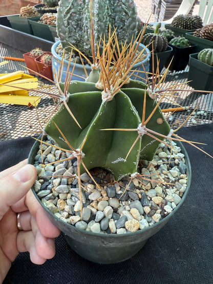 Astrophytum ornatum large in 6 inch pot has some character 922