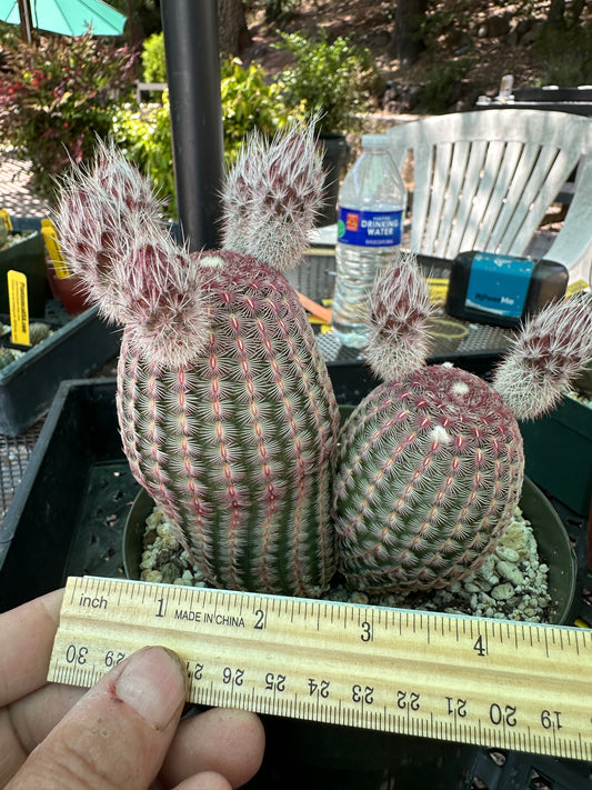 Echinocereus rubispinus two headed cactus in 6 inch pot red and beautiful