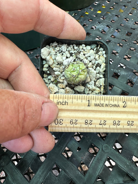 Ortegocactus small