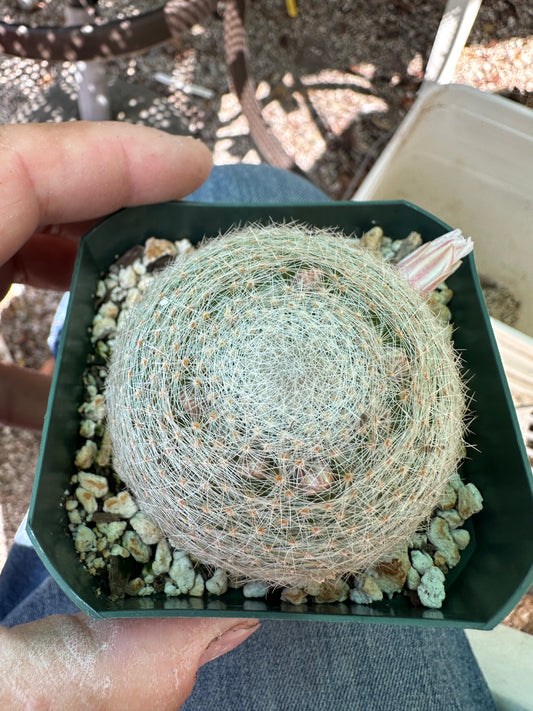 Mammillaria lenta cactus #1 in 3.25 inch pot