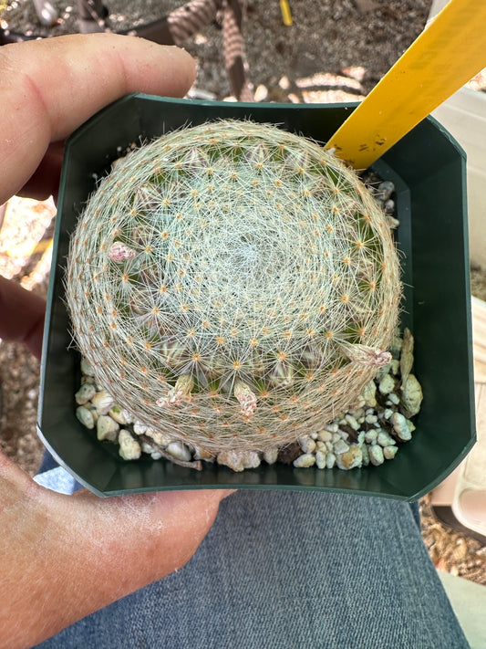 Mammillaria lenta cactus in 3.25 inch pot #2
