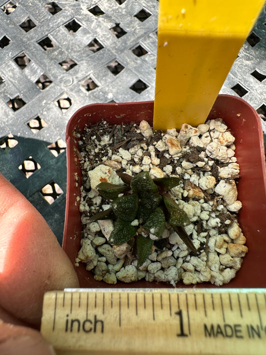 Ariocarpus hintonii cactus #1