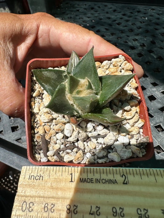 Ariocarpus trigonus cactus now in 3.25 inch pot