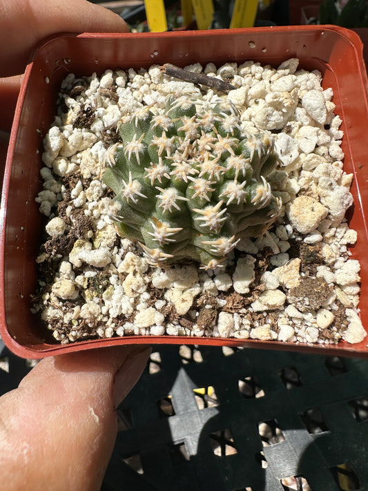 Pygmaeocereus bieblii cactus in 2.75 inch pot