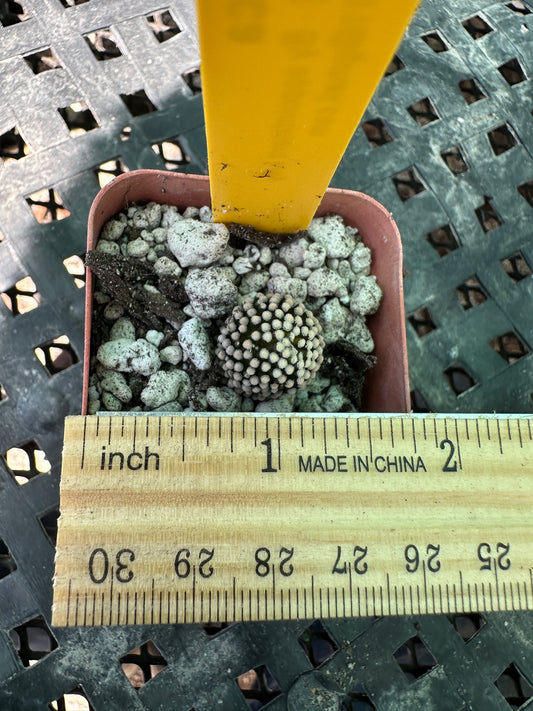 Mammillaria leuthyi cactus very rare #1 seed grown