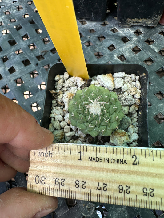 Strombocactus disciformis cactus #3