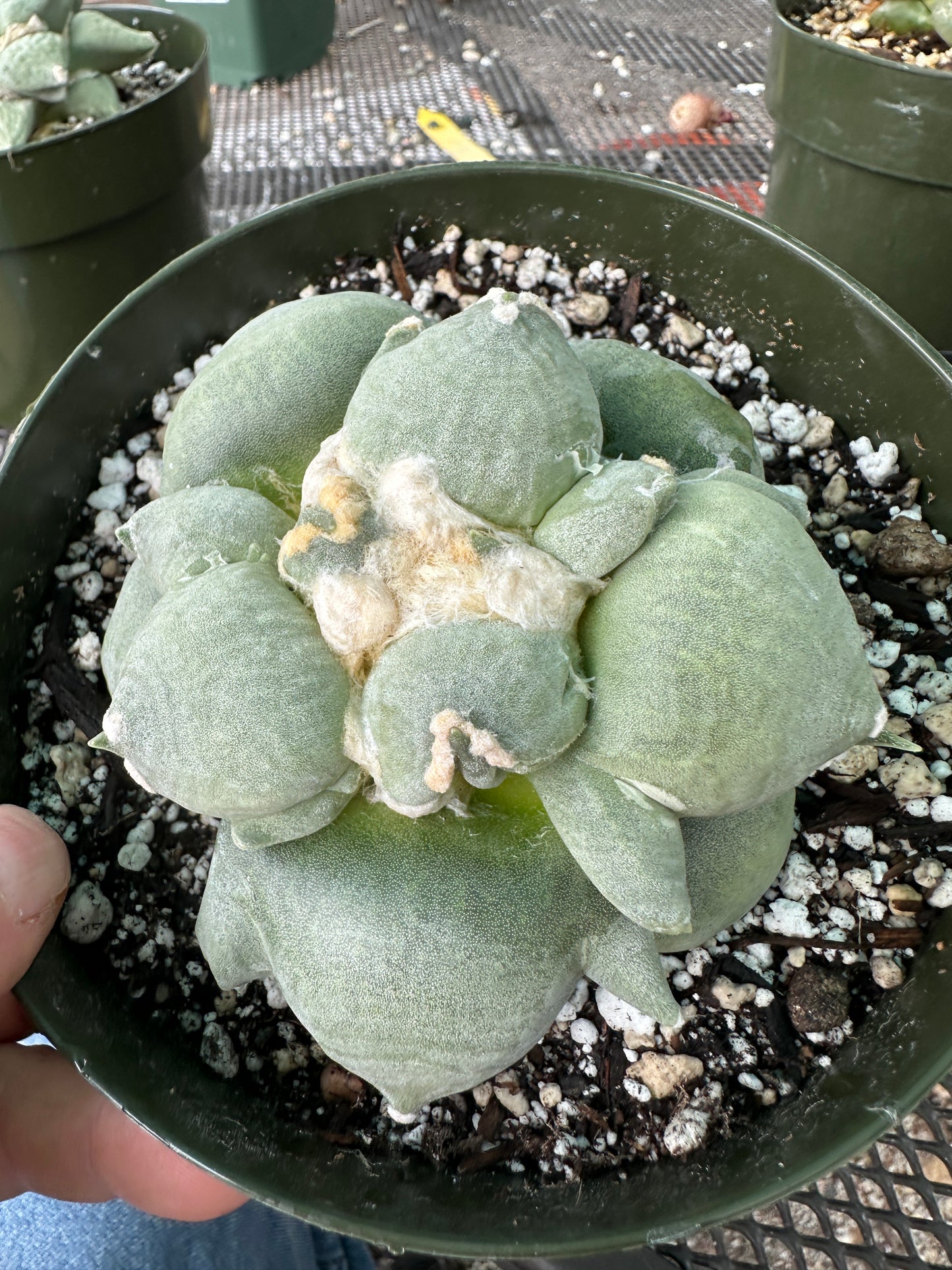 Ariocarpus maribou x trifinger cactus in 6 inch pot very nice