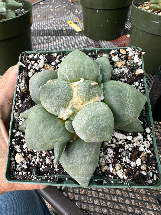 Ariocarpus maribou x trifinger cactus now in 6 inch pot