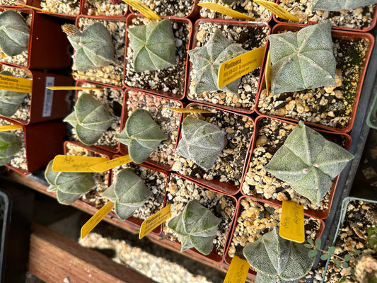 Astrophytum myriostigma in 2.75 inch pot priced per plant cheap deal