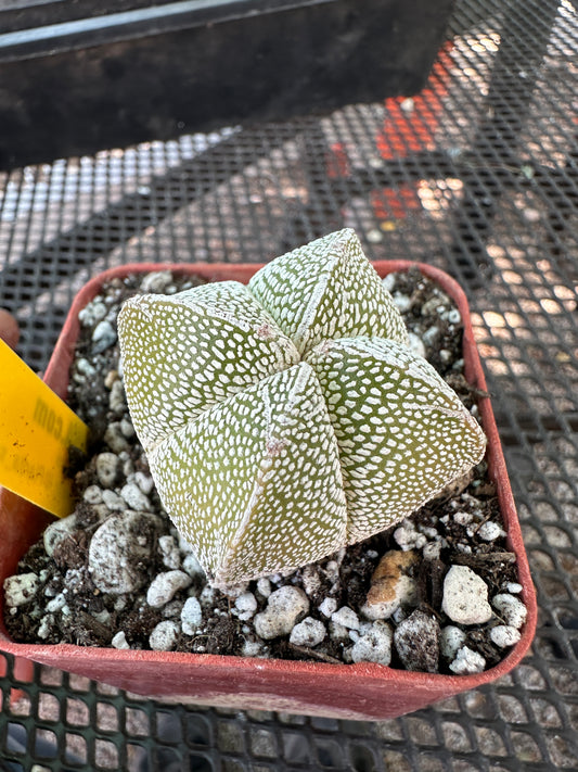 Astrophytum onzuka cactus in 2.75 inch pot #3