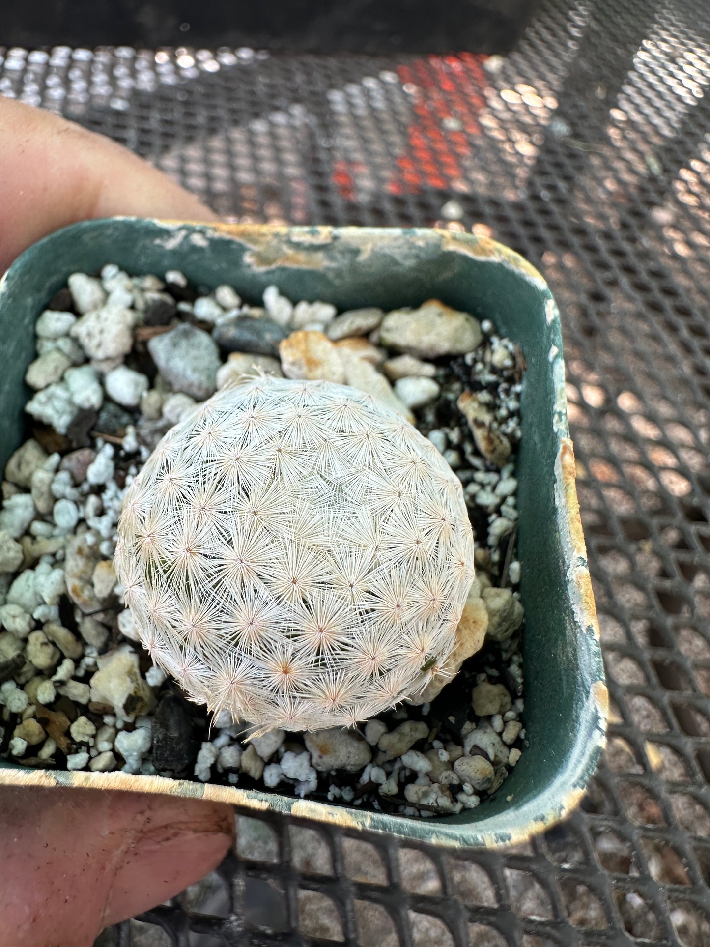 Mammillaria herrerae miniature cactus in 2 inch pot #1