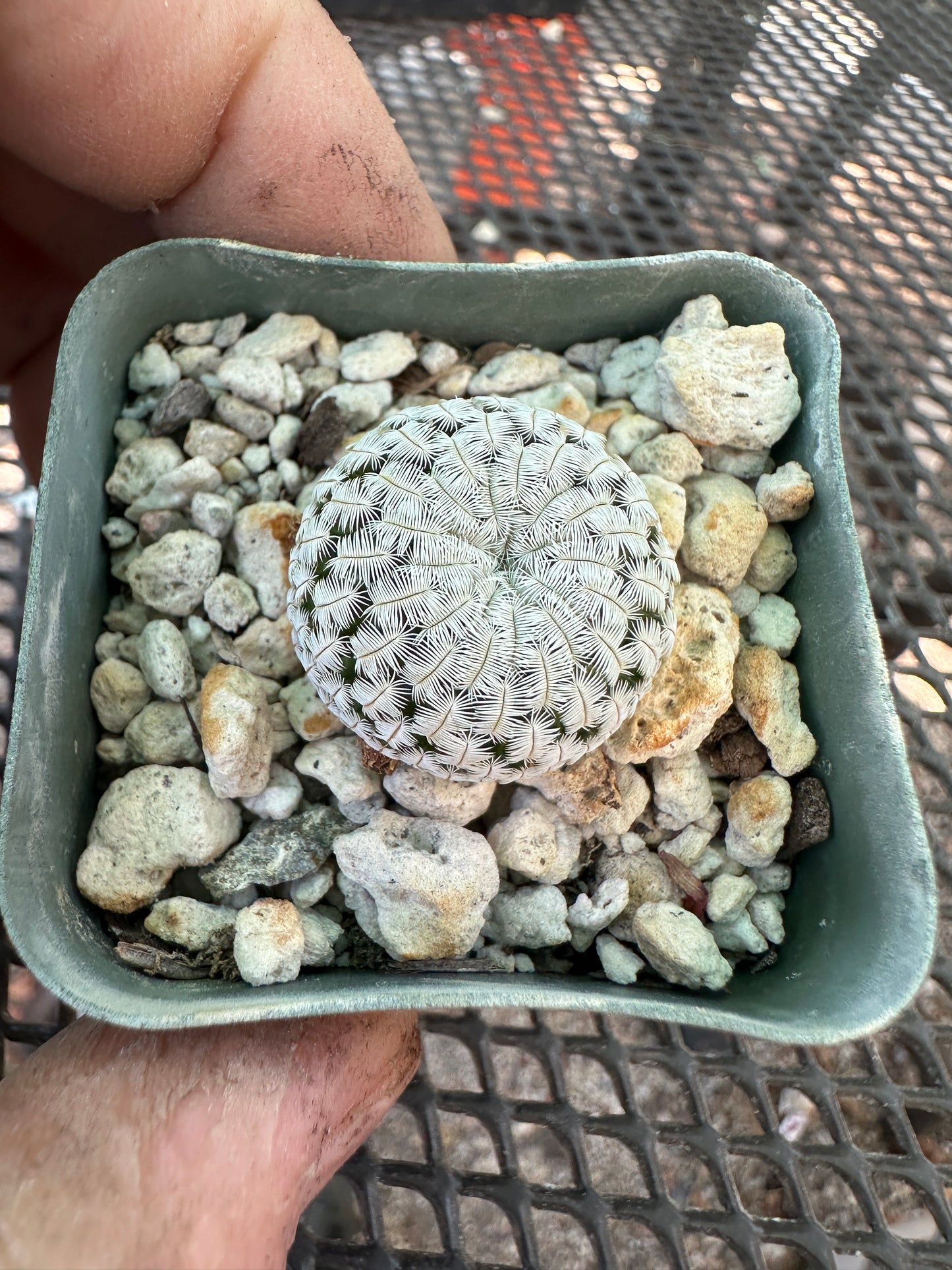 Mammillaria pectinifera miniature cactus in 2 inch pot #1