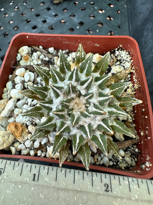 Ariocarpus kotschoubeyanus cactus in 2.75 inch pot a