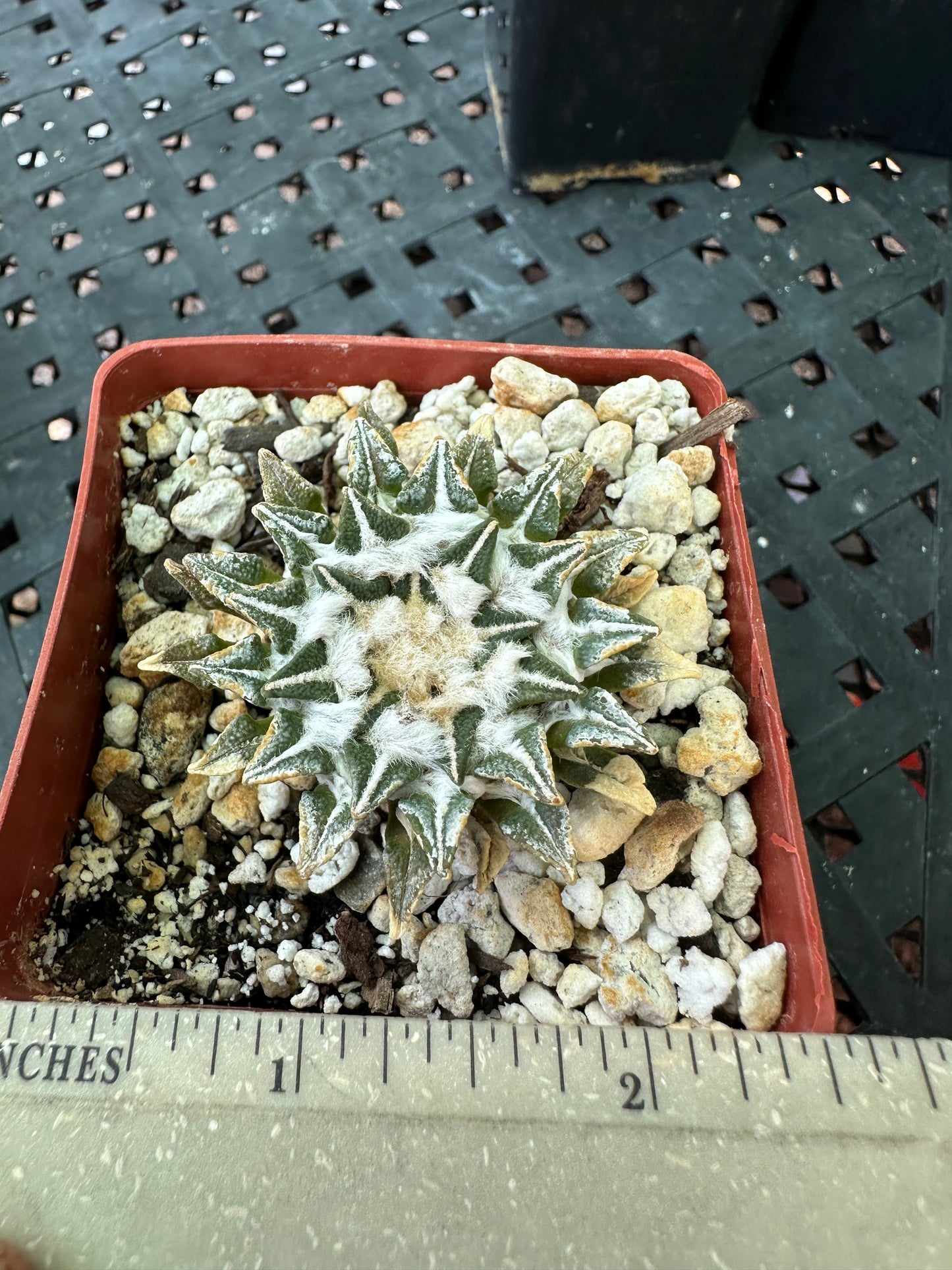 Ariocarpus kotschoubeyanus cactus in 2.75 inch pot b