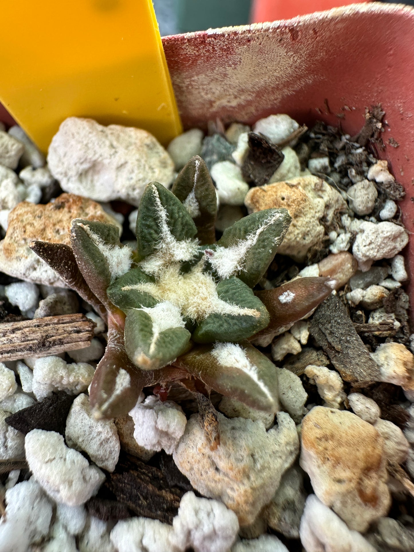 Ariocarpus kotschoubeyanus cactus in 2 inch pot aa