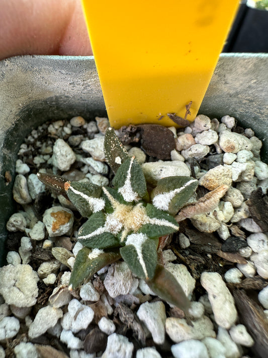 Ariocarpus kotschoubeyanus cactus bb 2 inch pot