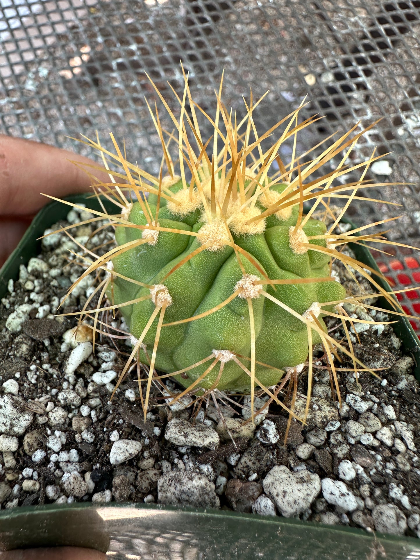 Copiapoa haseltoniana in 3.25 inch pot a