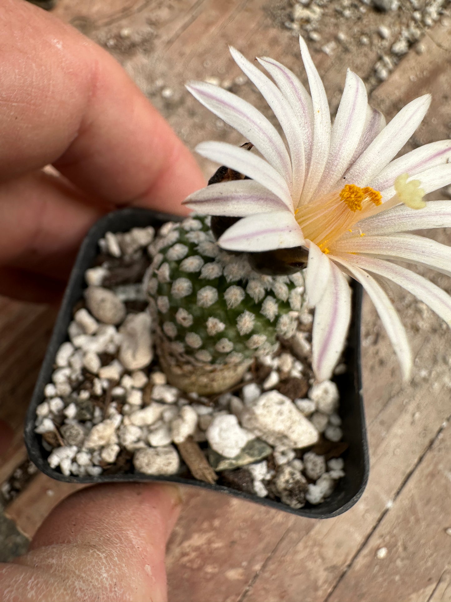 turbinicarpus valdezianus cactus in 2 inch pot