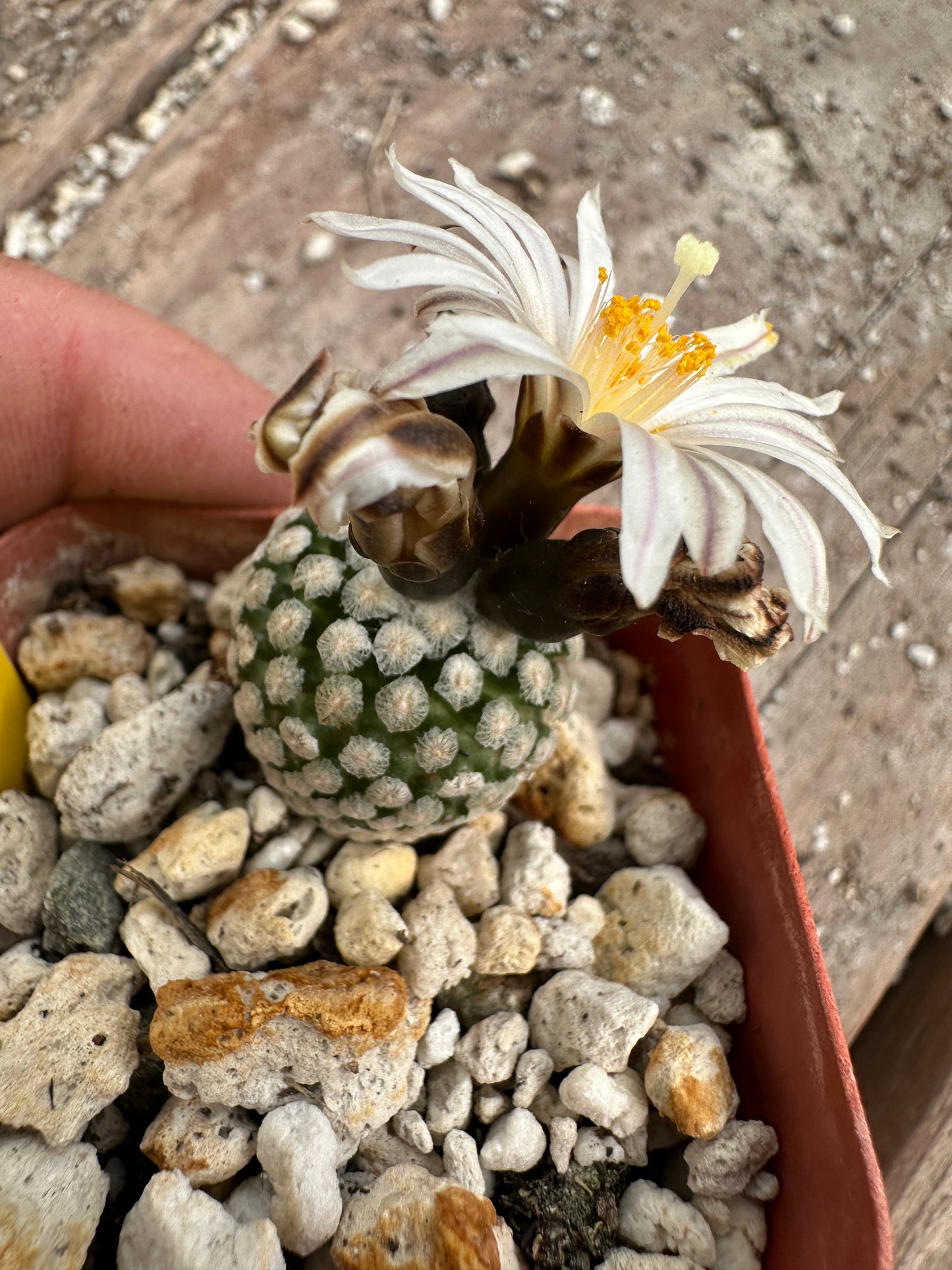 turbinicarpus valdezianus cactus in 2 inch pot