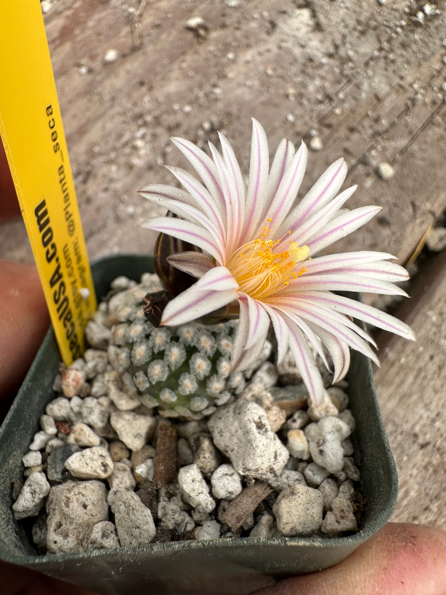 turbinicarpus valdezianus cactus in 2 inch pot