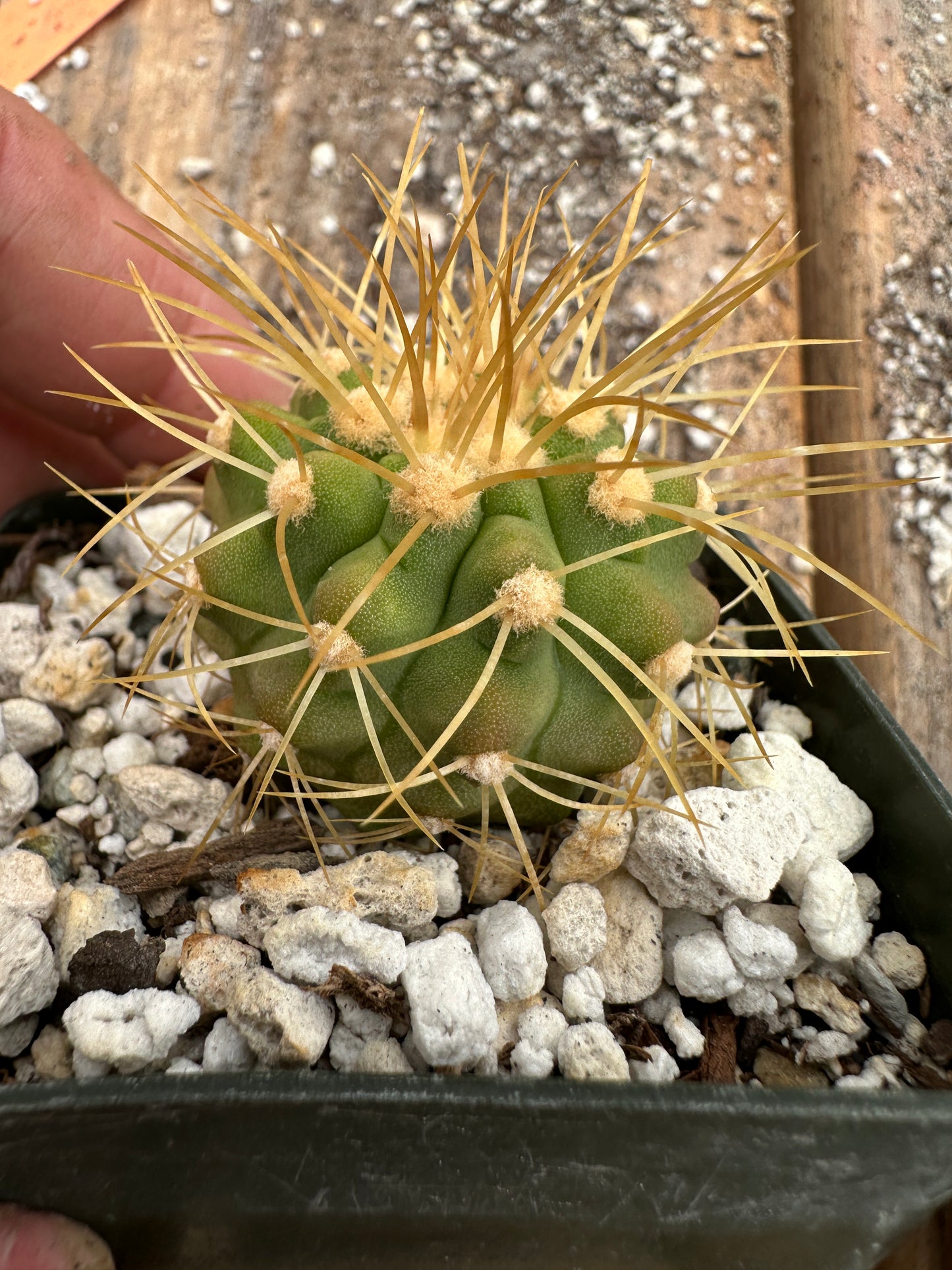 Copiapoa haseltoniana cactus