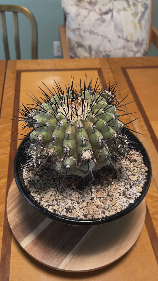 Copiapoa cinerea specimen 7 inch+ with 6-7 pups. Has character