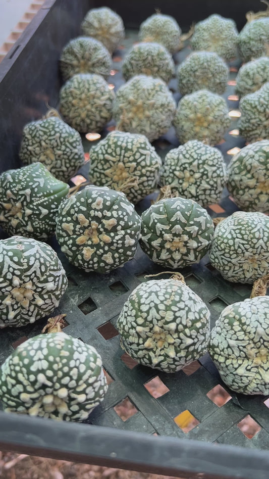 Astrophytum super kabuto v type single price