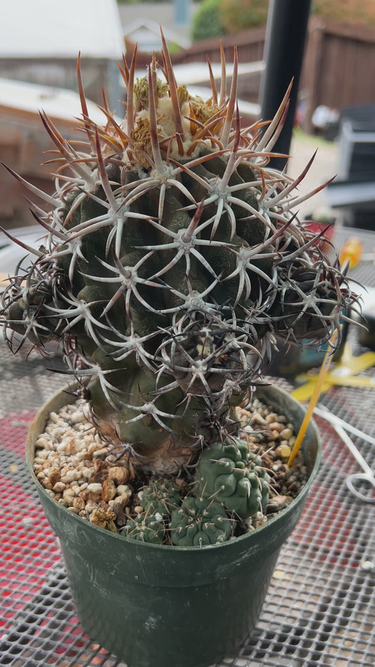 Copiapoa dura specimen very nice