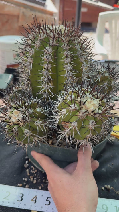 Copiapoa echinoides 30 years old specimen 10 inch wide many pups from collection